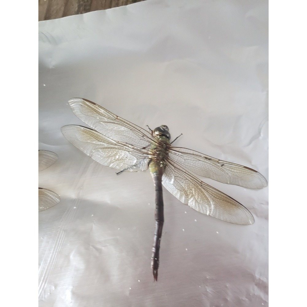 Dragonfly Wings Real Wings 15 Wings Potion Bottle Apothecary Witchcraft Potion